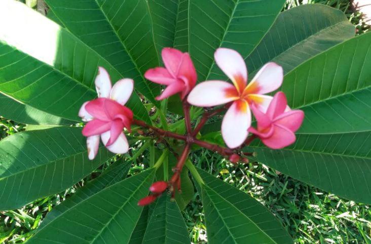Comfy Home-Tropical Garden & 5 Min Walk To Beach Tamarin Luaran gambar